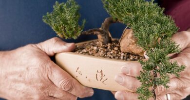 Como cuidar do seu bonsai