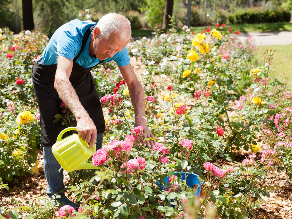 como cuidar do seu jardim de rosas