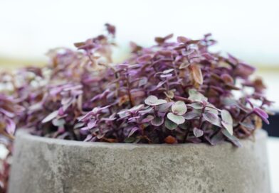 Dinheiro em penca - Callisia repens no vaso