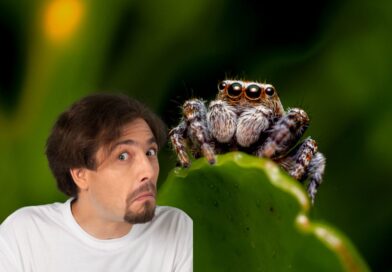 Sonhar com aranha