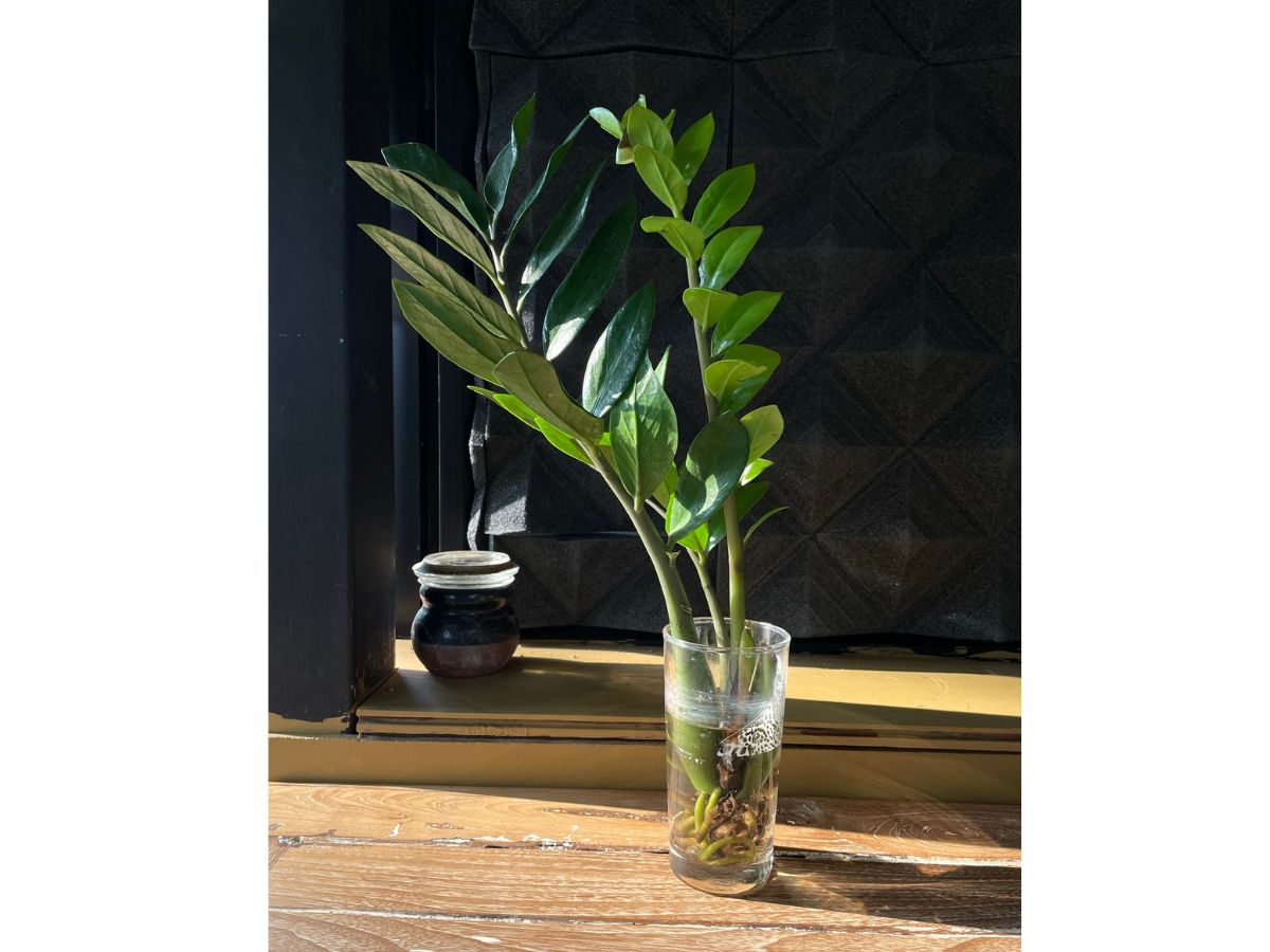 Zamioculcas zamiifolia no copo de água