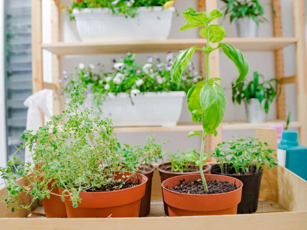 Como plantar temperos em casa um guia prático Revista Versar