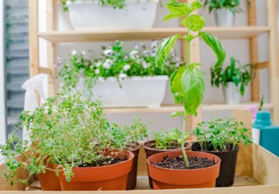 plantando temperos em casa