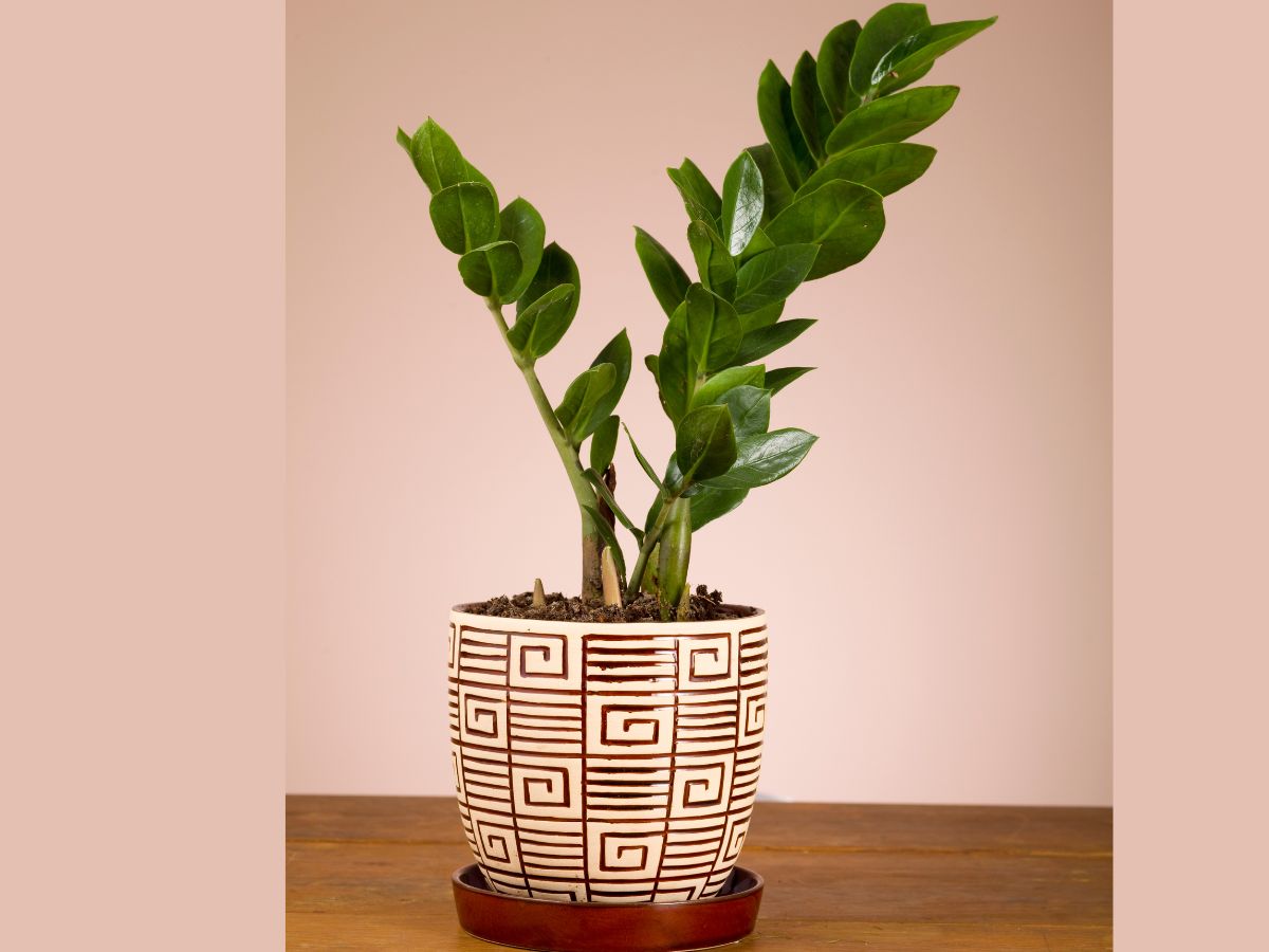 vaso decorando ambiente Zamioculcas zamiifolia