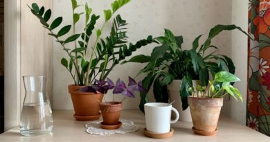 9 Plantas que Atraem Sorte e Boas Energias para sua Casa