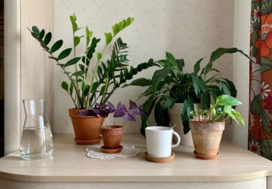 9 Plantas que Atraem Sorte e Boas Energias para sua Casa